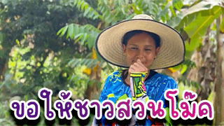 ขอให้ชาวสวนโม๊คควย ล่อให้โม๊คหลังต้นกล้วยเลยไม่ต้องในบ้านเพราะไม่เสียว